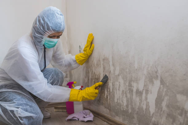 Best Commercial Mold Removal  in South Burlington, VT