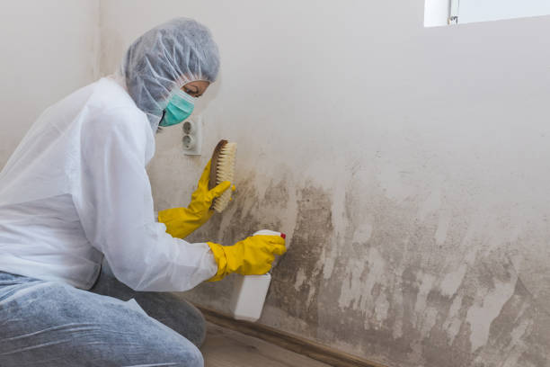Certified Mold Removal in South Burlington, VT