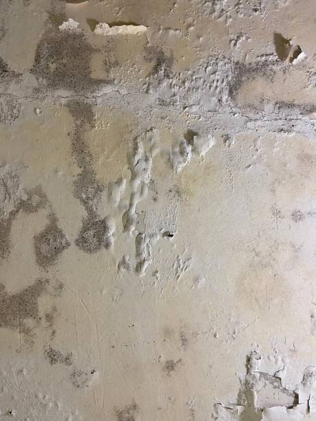Best Professional Mold Removal  in South Burlington, VT