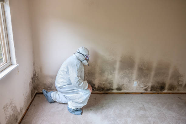 Professional Mold Removal in South Burlington, VT