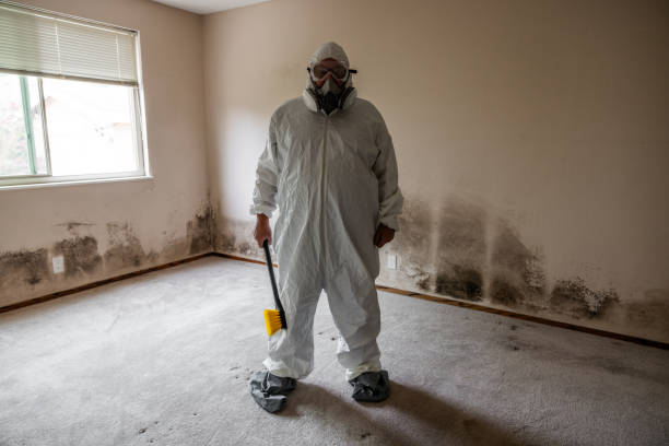Best Residential Mold Removal  in South Burlington, VT