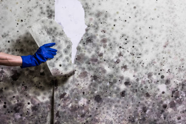 Best Black Mold Removal  in South Burlington, VT